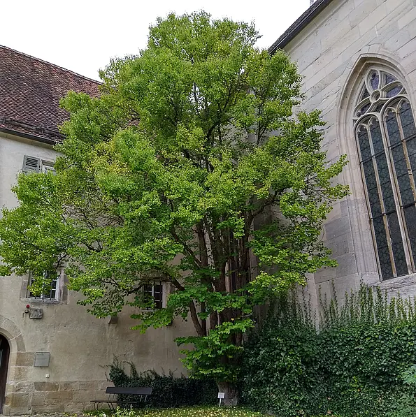 Lebkuchenbaum oder Japanischer Kuchenbaum (Cercidiphyllum japonicum) im Kloster Bebenhausen. 