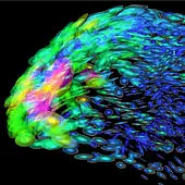 3D image of neuronal activity