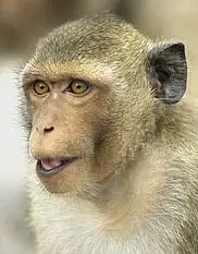 A rhesus macaque