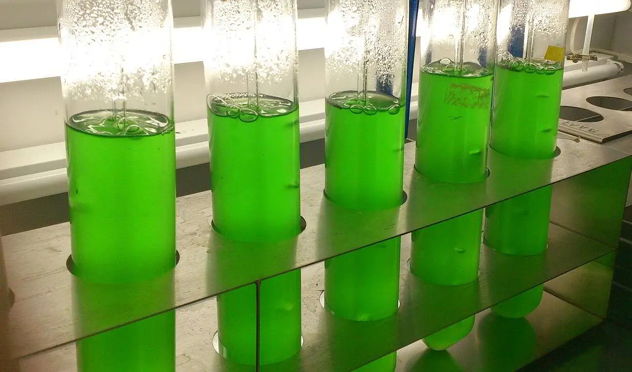 Cyanobacteria in the lab: The new active ingredient was isolated from cultures of the freshwater cyanobacterium Synechococcus elongatus 