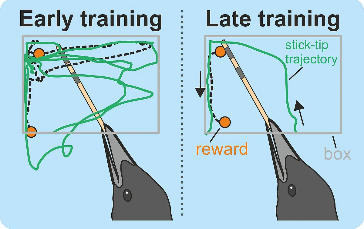 Typical stick-tip trajectories during an early and late training session. 