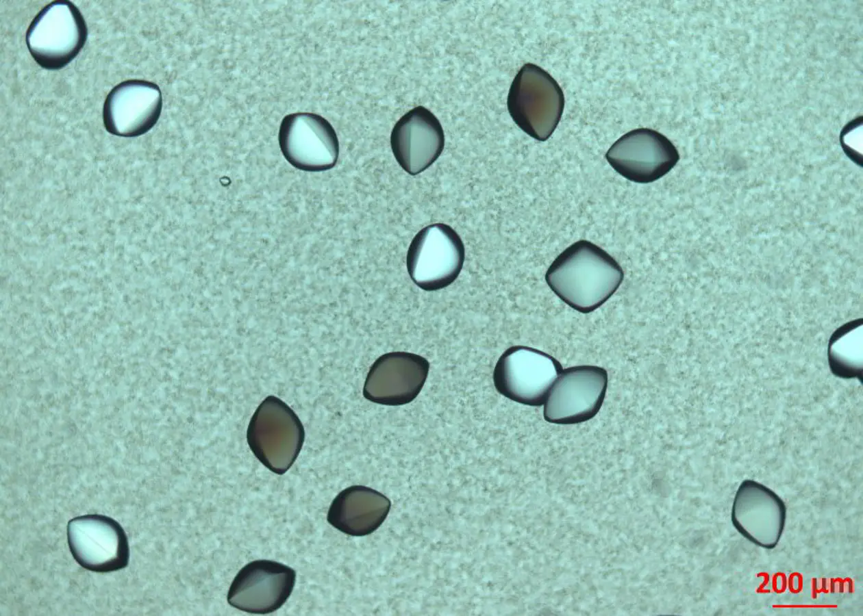 Die Forscher konnten Proteinkristalle beim Wachsen zusehen. Photo: Institut für Angewandte Physik/Universität Tübingen