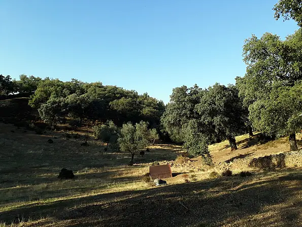 Dehesa landscape near Aracena in Sierra Morena. 