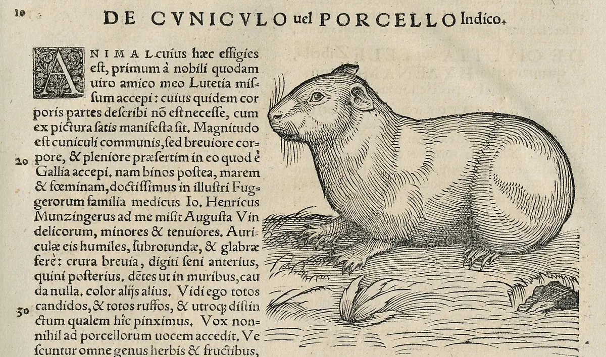 Das indianische Kaninchen. Aus: Conrad Gessner: Historia Animalium Bd. 2, Zürich, 1554. – Bl. 19. – UBT: Bh 7.2-2