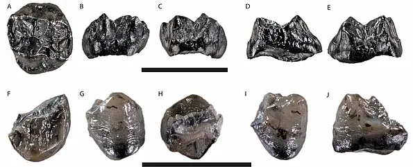 Teeth of Buronius manfredschmidi found in the Hammerschmiede. Upper row: second upper molar. Bottom row: second lower premolar (from different angles). Scale bar corresponds to 10 mm. 
