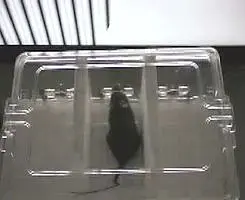 Image of a mouse experiment