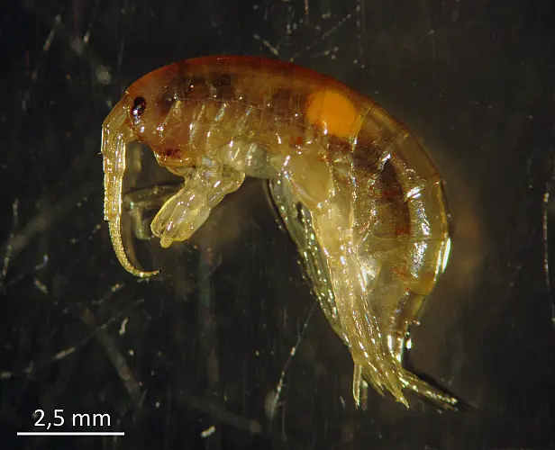 Flohkrebs, der von einem Parasiten geplagt wird.