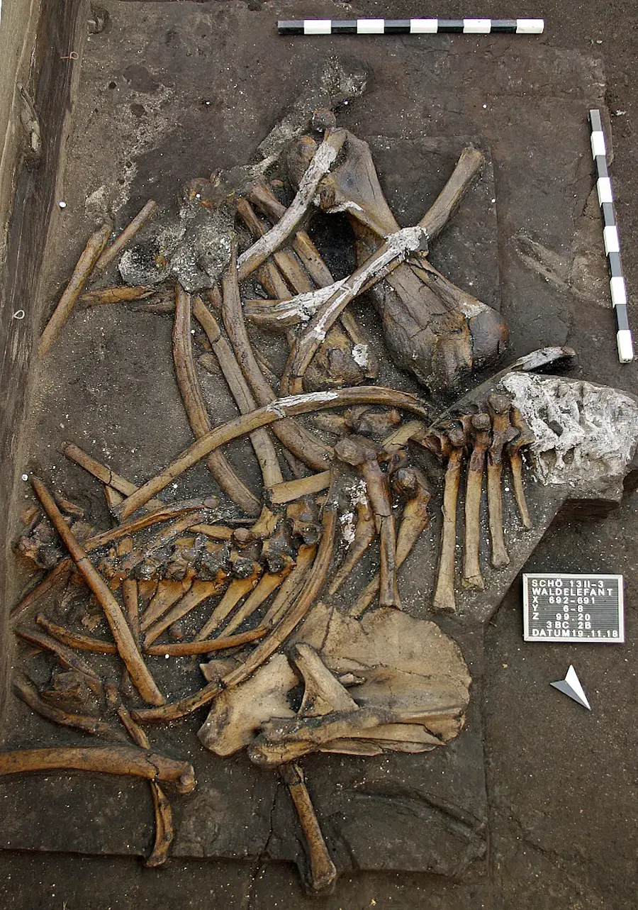 Front body part of the forest elephant
