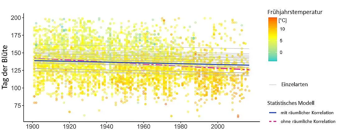 Diagramm zu Langzeittrends der Blüte von Waldpflanzen von 1900 bis heute, das zeigt, wie sich die Blütezeit über die Jahre immer mehr nach vorn verschiebt