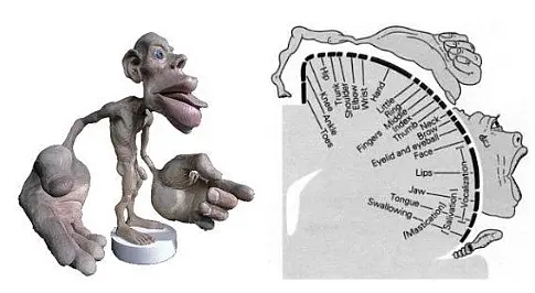Inner workings of an Ape's brain