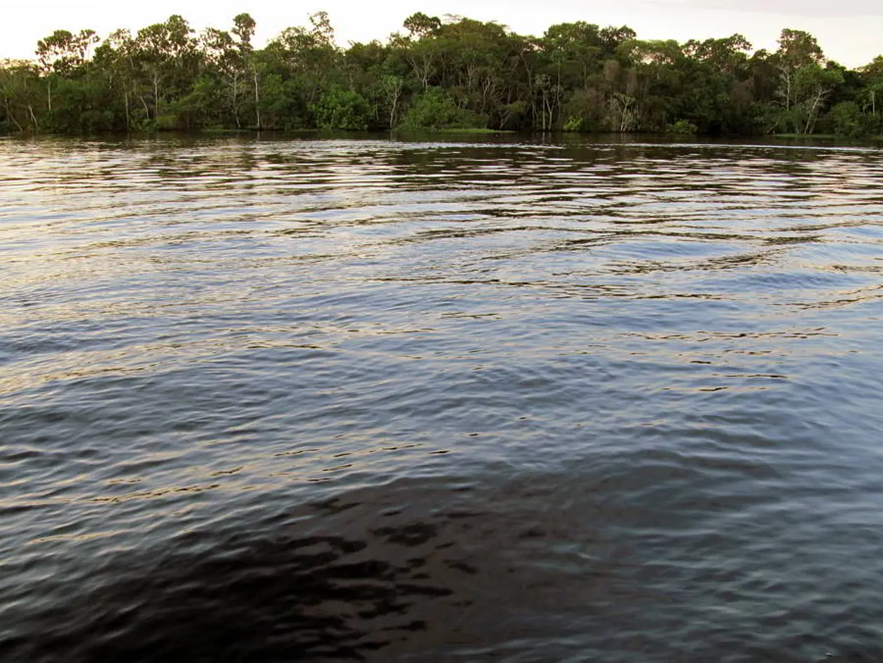 Amazonasgebiet Brasiliens: Gefluteter Auenregenwald am unregulierten Fluss Paranà do Mamori