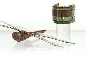 Größenvergleich mit einer Libelle: Das neu entwickelte künstliche Komplexauge hat ein halbzylindrisches Gesichtsfeld mit einer ähnlichen Auflösung wie das Auge einer Fruchtfliege und ist weniger als einen Millimeter dick. Foto: CURVACE/École Polytec