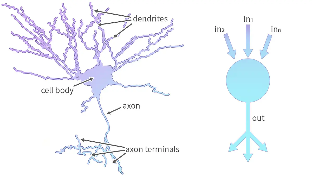 Nerve cell signal processing with dendrites, cell body, axon and axon terminals
