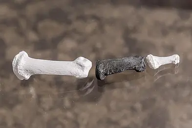 The big toe of a male Danuvius (partly reconstructed)