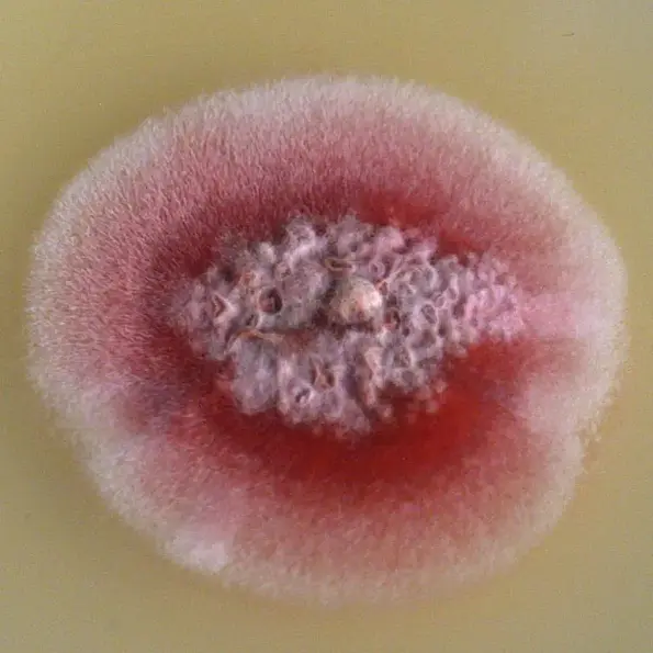 Pilz Cyanodermella asteris