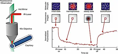 Thermophoresis assay