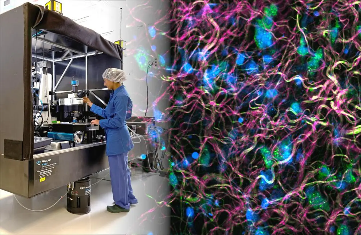 Left: Scientist in blue lab coat and hairnet working on an intravital multiphoton microscope. Right: Thread-like and drop-shaped cells in magenta, green, and blue.