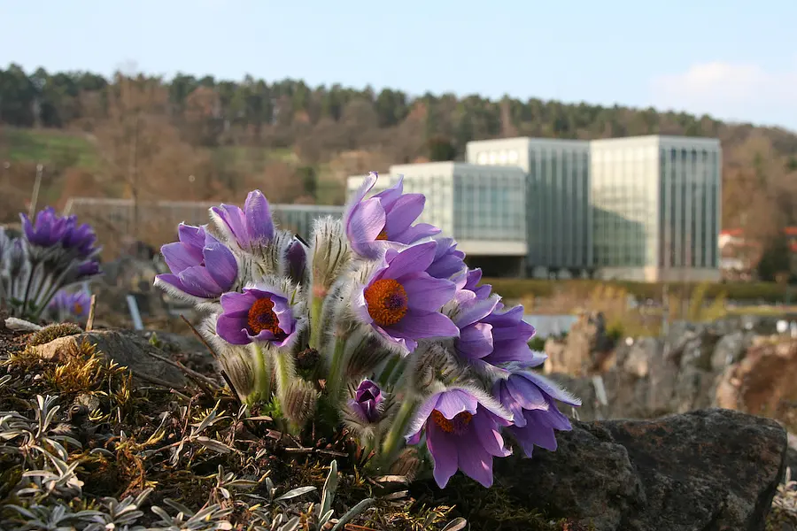 Blick auf das Tropicarium, im Vordergrund Halters Küchenschelle (Pulsatilla halleri) im Alpinum des Botanischen Gartens.