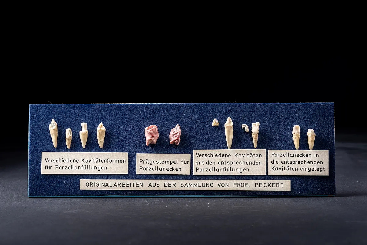 Zu den frühesten Eingängen in die Lehrsammlung zählen Echtzahnpräparate aus der Sammlung von Professor Peckert (1876–1940), dem ersten Direktor der Zahnmedizinischen Klinik