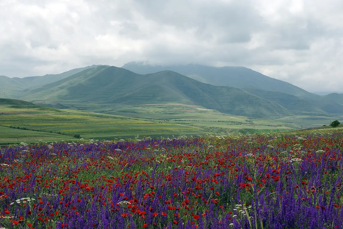 Im Hintergrund des Bildes sind große grüne Hügel und im Vordergrund ein gemischtes Mohn- und Lavendelfeld zu sehen. Der Himmel ist mit Wolken verhangen.
