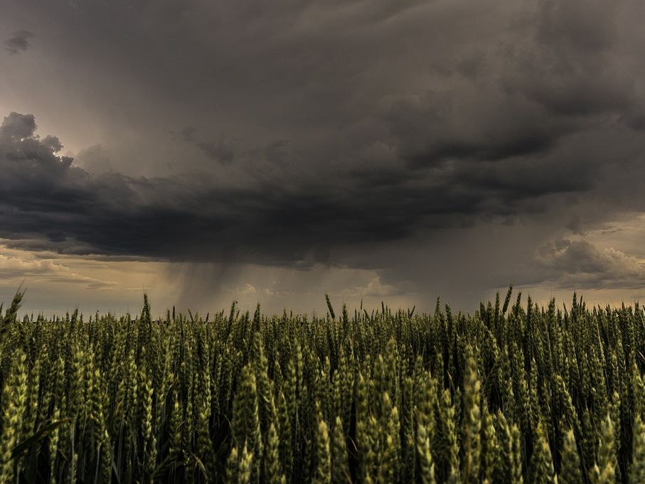 Gewitterwolken über Kornfeld