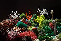 Das gehäkelte Föhr-Reef. Bild: MUT