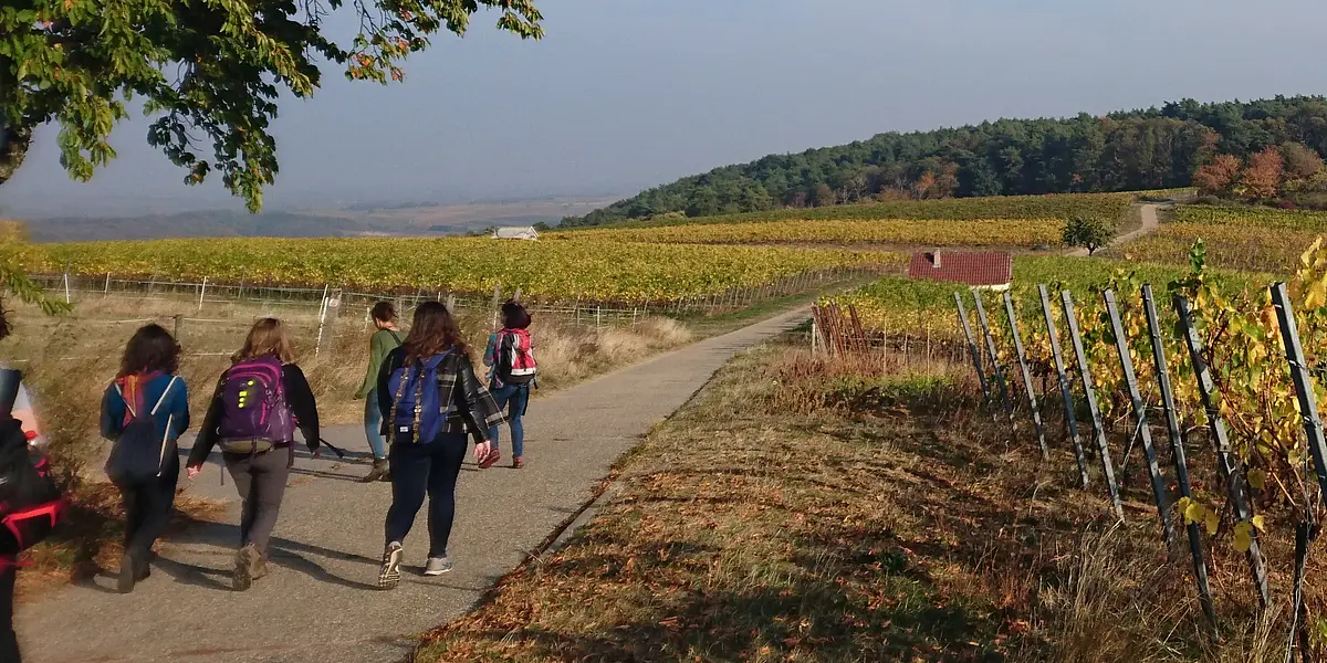 Vineyards at the Pfälzerwald