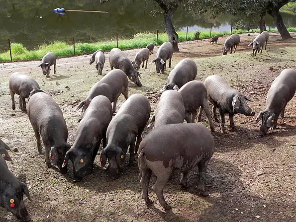Iberico pigs at the Finca San Francisco in the Sierra Morena