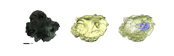 Photo and scanned images of a bone.