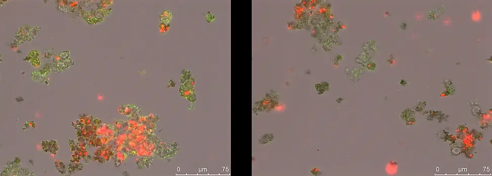 Microscopic images of a culture of phototrophic iron oxidizers (Rhodobacter ferrooxidans SW2). The living bacteria (stained green) can be seen on, around and in the iron minerals formed. 