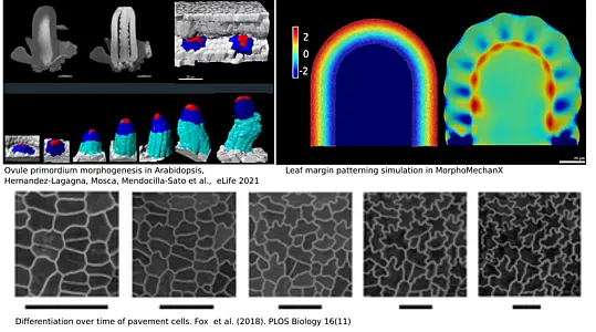 Examples of morphogenetic processes