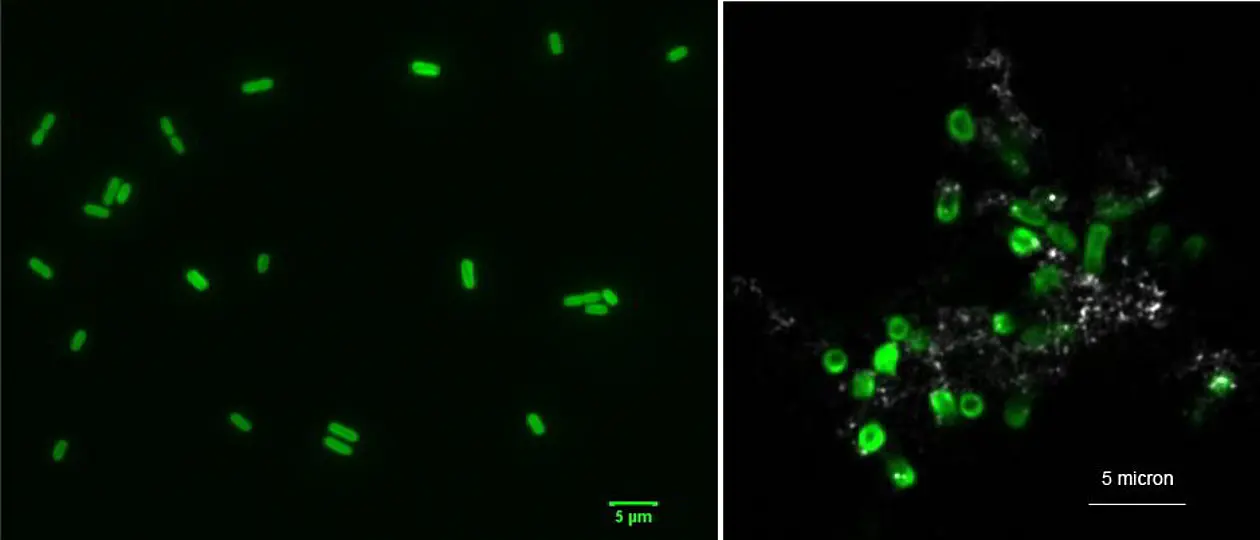 Cyanobakterien: Solche winzig kleinen Organismen sorgten für den heutigen Anteil von etwa 20 Prozent Sauerstoff in der Erdatmosphäre. Abbildungen: Kappler, Swanner/Universität Tübingen