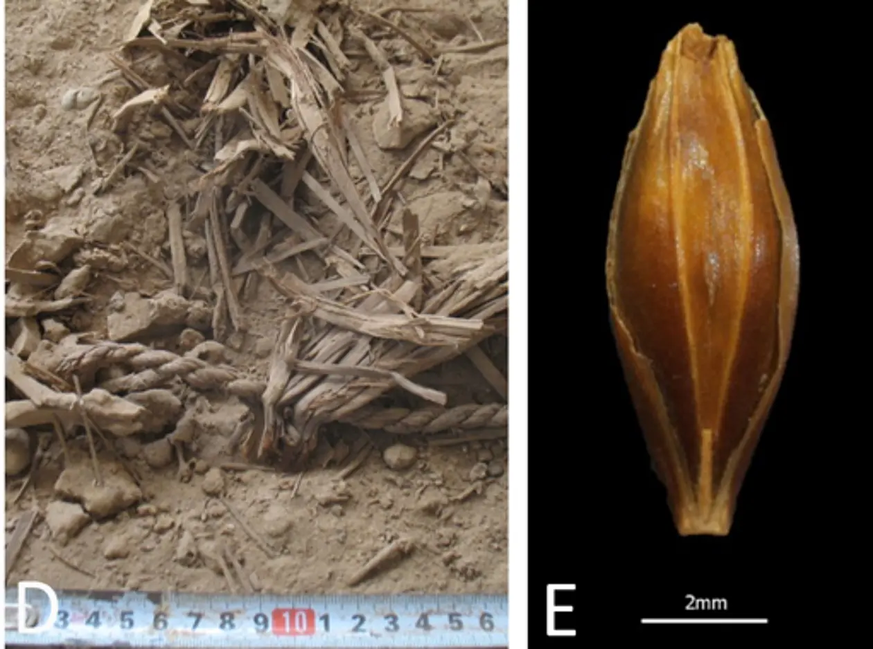 Dank der extremen Trockenheit der judäischen Wüste ist pflanzliches Material außerordentlich gut erhalten | Rechts: Aufnahme eines in der Yoram-Höhle gefundenen Gerstenkorns. Fotos: Uri Davidovich, Credit: Nature genetics, DOI: 10.1038/ng.3611