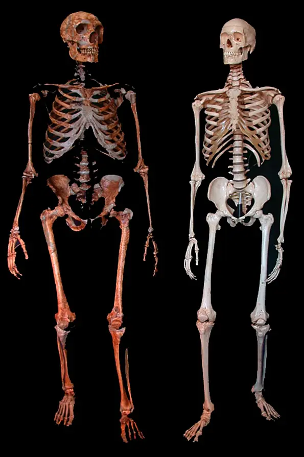 Skelett eines Neandertalers (links) und eines modernen Menschen. Von Neandertalern hat man bisher angenommen, dass sie im Vergleich zu modernen Menschen eine hohe Verletzungsrate aufwiesen. In ihrer neuen Veröffentlichung verwerfen die Forscher diese Annahme durch eine breit angelegte, populationsbasierte Studie, in der sie einen umfassenden Datensatz fossiler Knochen und komplexe statistische Modelle verwenden. 