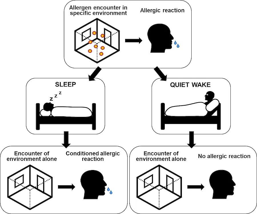 Sleep consolidates a learned association between allergens and a specific environment.