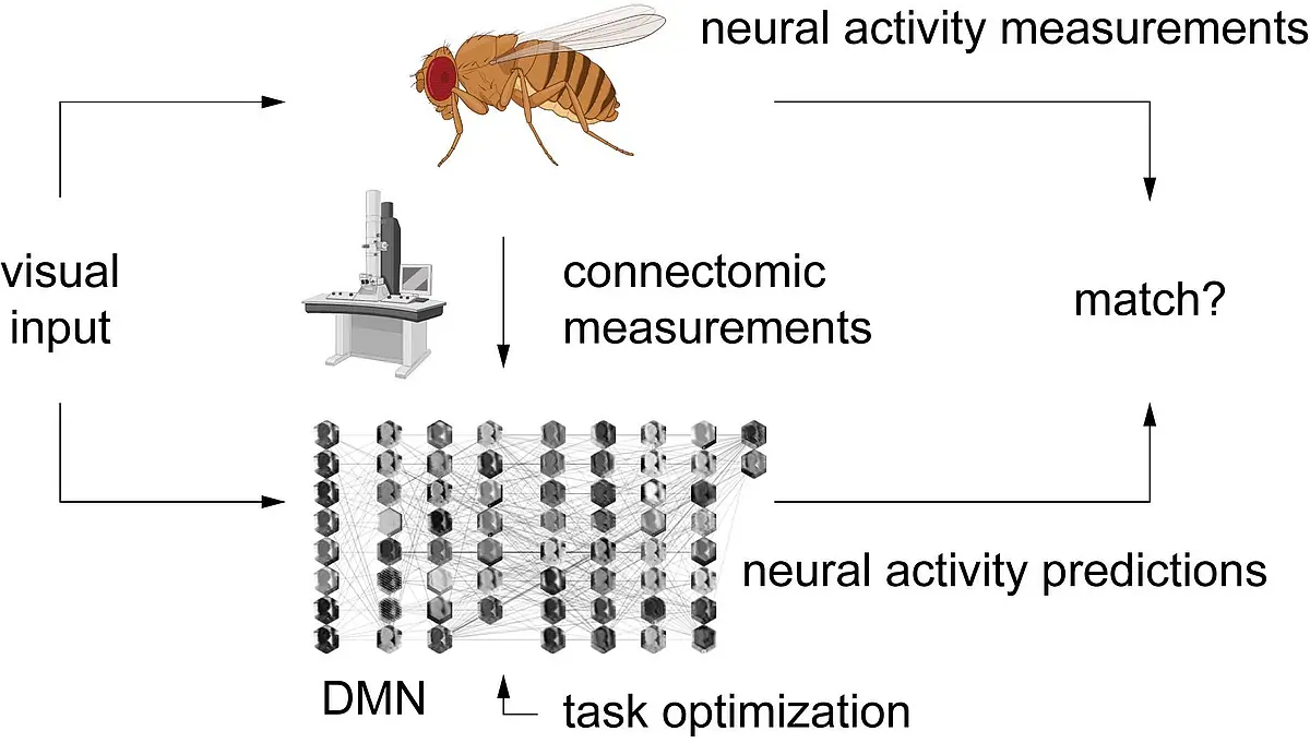 Schematische Darstellung neuronaler Aktivität im Gehirn der Fruchtfliege