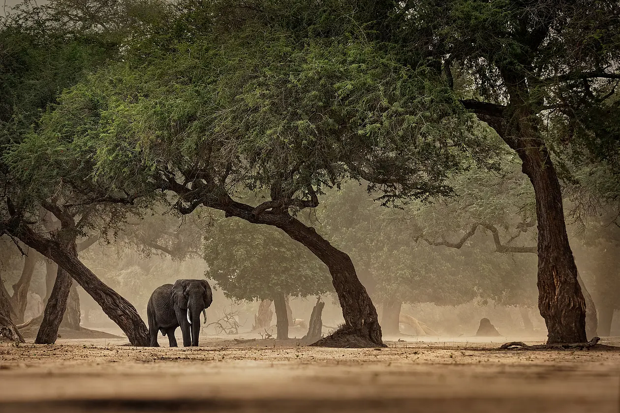 Photo of a bush elephant