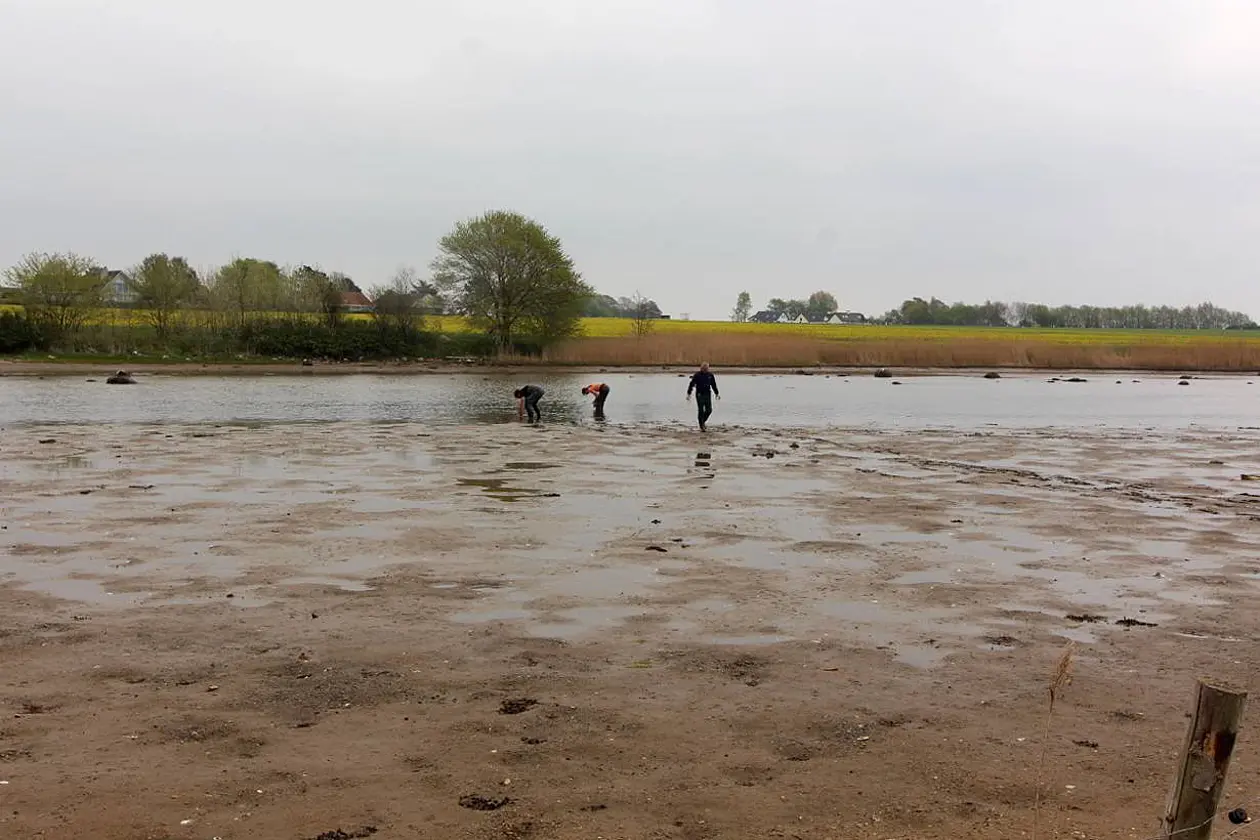 Probennahme aus dem Sediment der dänischen Ostseeküste