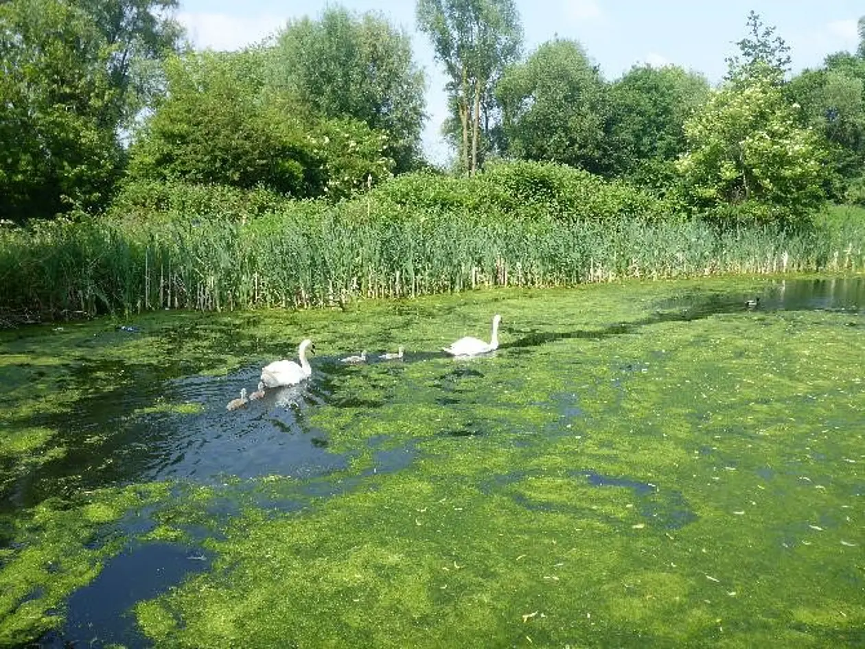 Zwei Schwäne auf einem mittelalterlichen Flusskanal in Großbritannien.