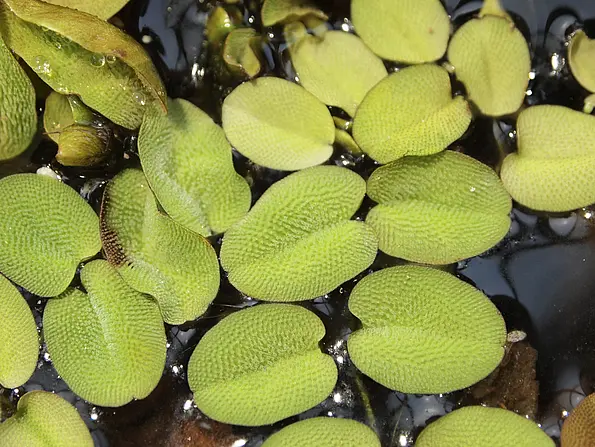 The tropical floating fern Salvinia molesta: There are water-repellent hairs, called trichomes, on the top of the leaves. 