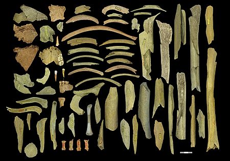 Collection of Neanderthal skeletal elements 