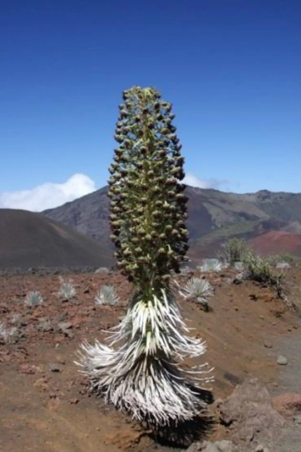 Das Silberschwert kommt nur auf der Insel Maui vor. Foto: © Wolfgang Herter