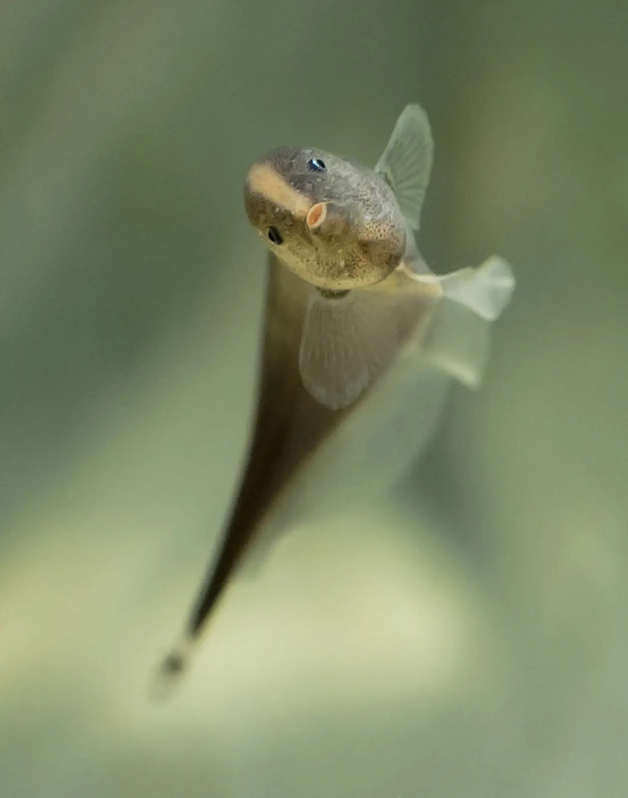 Ein junger Brauner Messerfisch (Apteronotus leptorhynchus). Foto: Guy l'Heureux