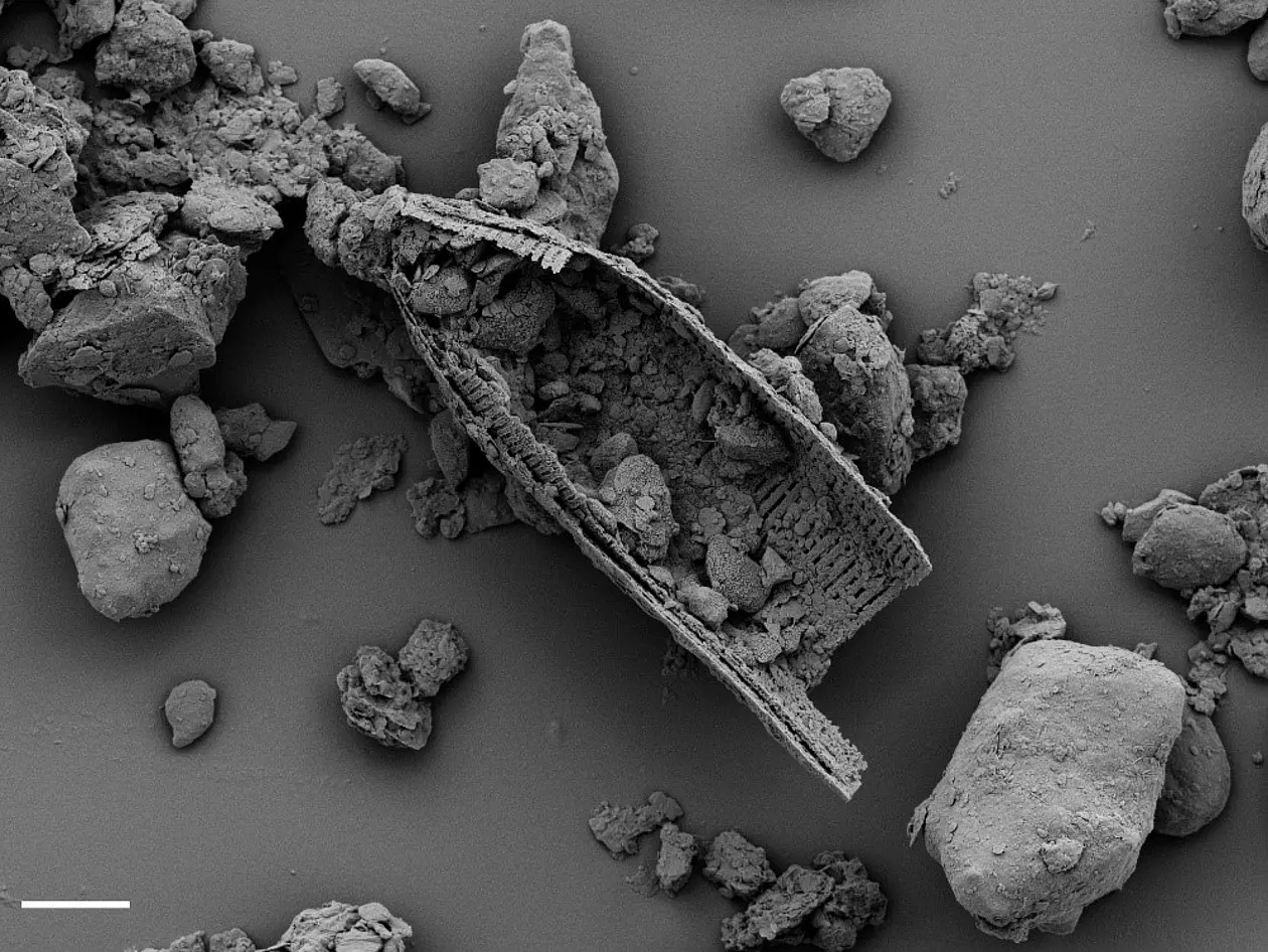 Fragment einer Kiesalalge, gesehen durch ein Rasterelektronenmikroskop