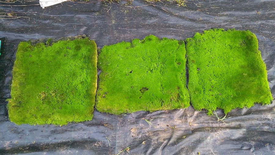 Favorable moss species grown in the greenhouse