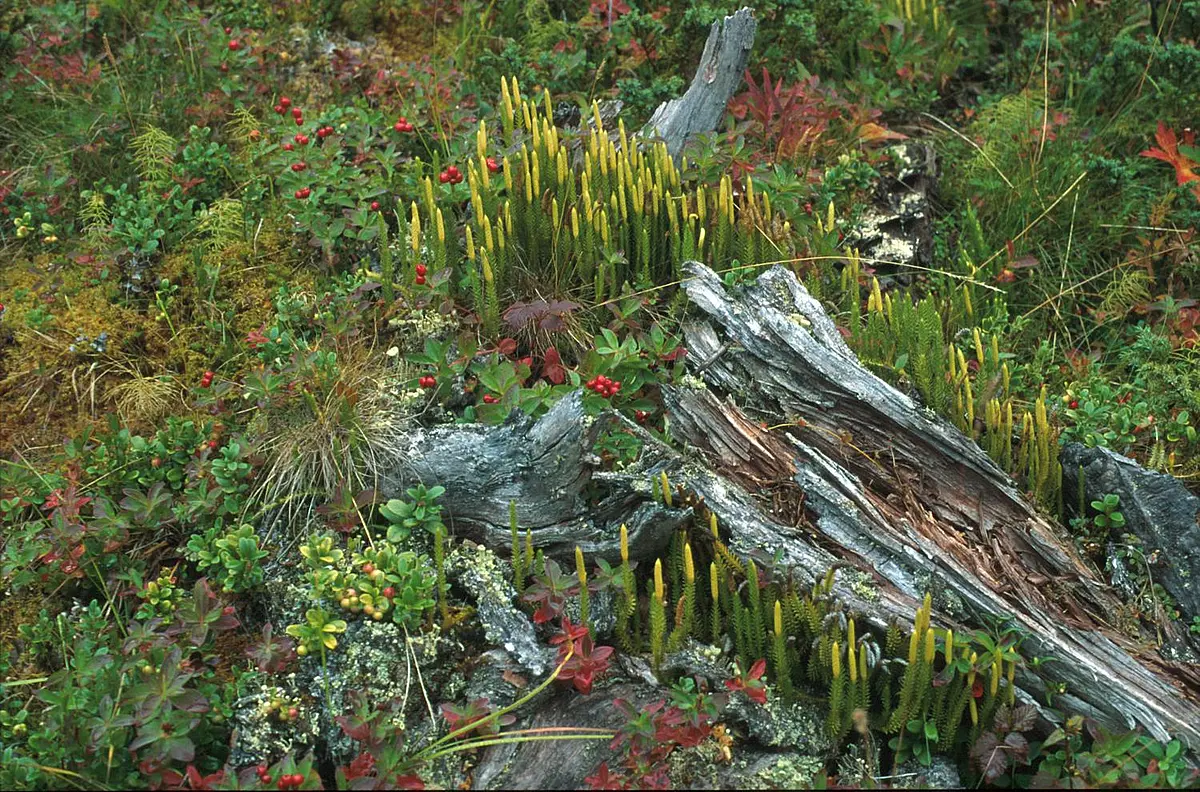 Vielfältige Flora: Die Pflanzenwelt des hohen Nordens ist Schwerpunkt der Exkursion.