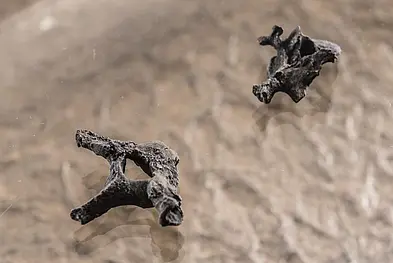 Two chest vertebrae of a male Danuvius