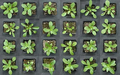 Close up of the planted pennycress plants