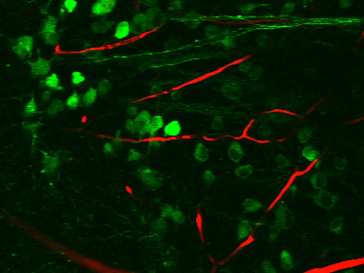 Zweiphotonenmikroskopisches Bild retinaler Ganglienzellen (RGCs, grün). Axone dieser Zellen (oben rechts, grün) ziehen über den optischen Nerv in den visuellen Thalamus. Blutgefäße sind rot dargestellt.