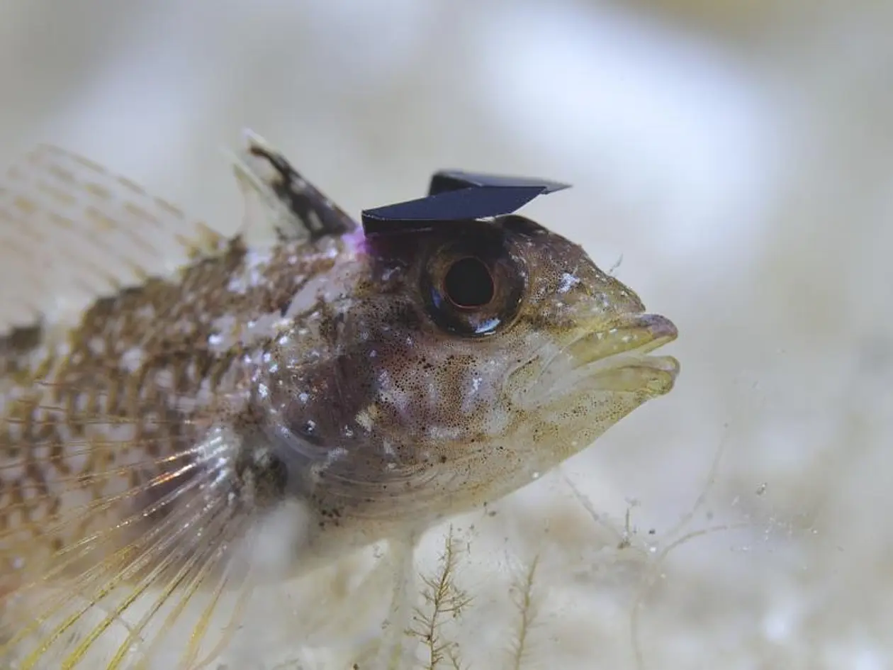 Gelber Spitzkopf-Schleimfisch mit kleinen Hütchen über dem Auge